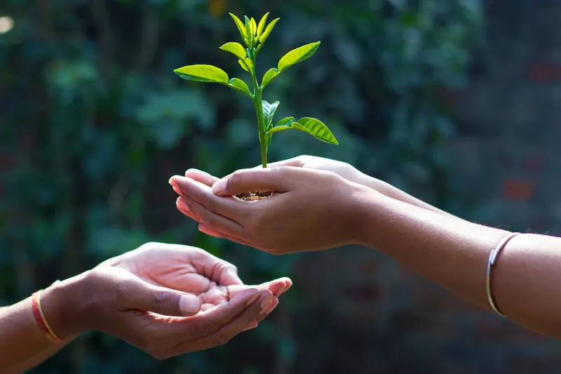 Two pairs of hands passing a young tea tree seedling in a pot of soil